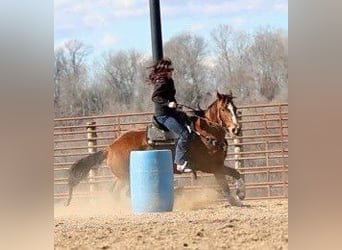 American Quarter Horse, Ruin, 8 Jaar, 163 cm, Roodbruin