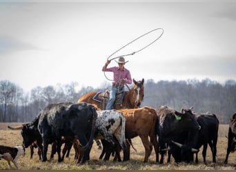 American Quarter Horse, Ruin, 8 Jaar, 163 cm, Roodbruin