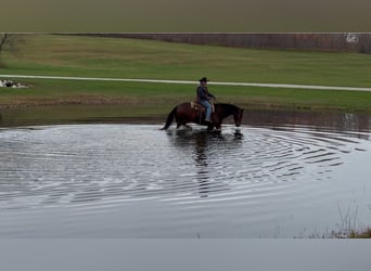 American Quarter Horse, Ruin, 8 Jaar, 163 cm, Roodbruin