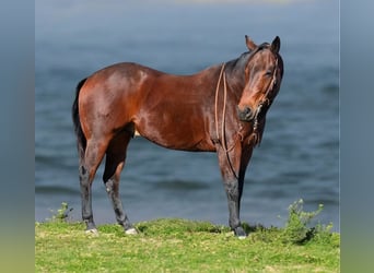 American Quarter Horse, Ruin, 8 Jaar, 163 cm, Roodbruin