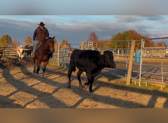 American Quarter Horse, Ruin, 8 Jaar, 163 cm, Roodbruin