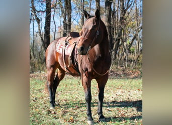 American Quarter Horse, Ruin, 8 Jaar, 163 cm, Roodbruin