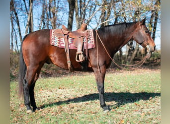 American Quarter Horse, Ruin, 8 Jaar, 163 cm, Roodbruin