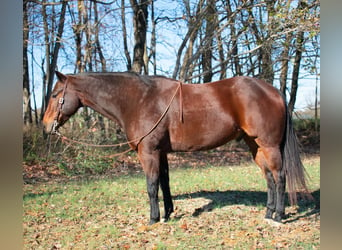 American Quarter Horse, Ruin, 8 Jaar, 163 cm, Roodbruin