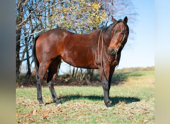 American Quarter Horse, Ruin, 8 Jaar, 163 cm, Roodbruin