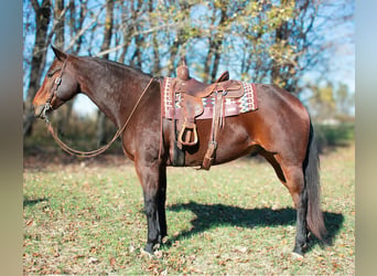 American Quarter Horse, Ruin, 8 Jaar, 163 cm, Roodbruin