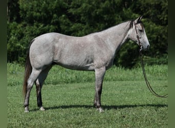 American Quarter Horse, Ruin, 8 Jaar, 163 cm, Schimmel