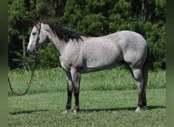 American Quarter Horse, Ruin, 8 Jaar, 163 cm, Schimmel