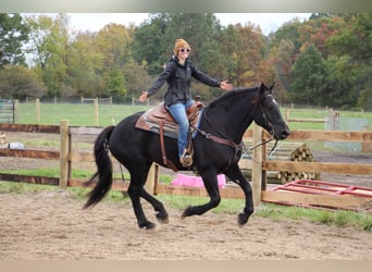 American Quarter Horse, Ruin, 8 Jaar, 163 cm, Zwart