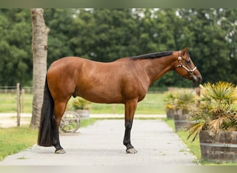 American Quarter Horse, Ruin, 8 Jaar, 165 cm, Bruin