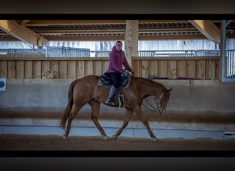 American Quarter Horse, Ruin, 8 Jaar, 165 cm, Vos