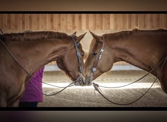 American Quarter Horse, Ruin, 8 Jaar, 165 cm, Vos