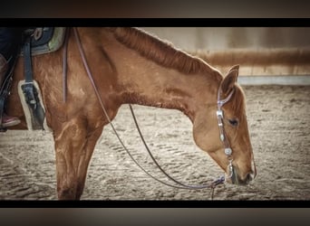 American Quarter Horse, Ruin, 8 Jaar, 165 cm, Vos