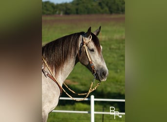 American Quarter Horse, Ruin, 8 Jaar, 168 cm, Appelschimmel