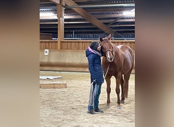 American Quarter Horse, Ruin, 8 Jaar, 168 cm, Vos