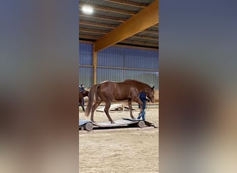 American Quarter Horse, Ruin, 8 Jaar, 168 cm, Vos