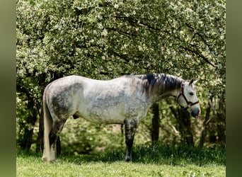 American Quarter Horse, Ruin, 8 Jaar, Appelschimmel