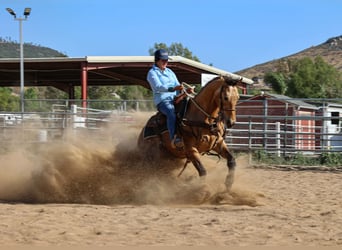 American Quarter Horse, Ruin, 8 Jaar, Buckskin