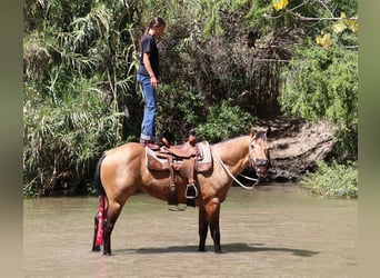 American Quarter Horse, Ruin, 8 Jaar, Buckskin