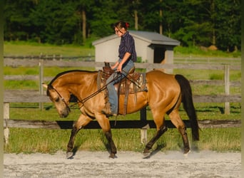American Quarter Horse, Ruin, 8 Jaar, Buckskin