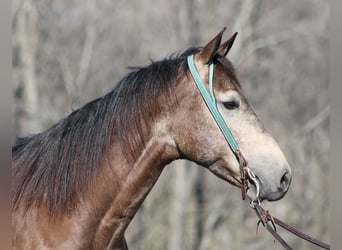 American Quarter Horse, Ruin, 8 Jaar, Buckskin