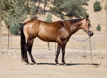 American Quarter Horse, Ruin, 8 Jaar, Buckskin