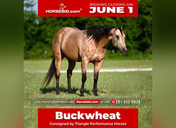 American Quarter Horse, Ruin, 8 Jaar, Buckskin