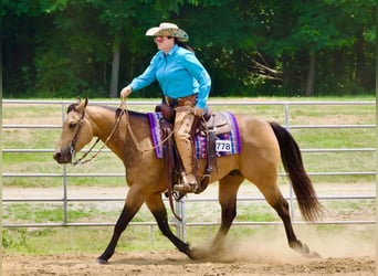 American Quarter Horse, Ruin, 8 Jaar, Buckskin