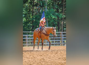 American Quarter Horse, Ruin, 8 Jaar, Buckskin