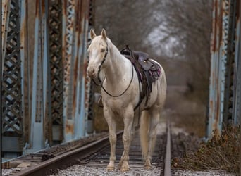 American Quarter Horse, Ruin, 8 Jaar, Champagne