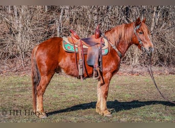 American Quarter Horse, Ruin, 8 Jaar, Donkere-vos