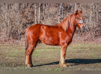 American Quarter Horse, Ruin, 8 Jaar, Donkere-vos