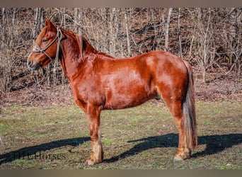 American Quarter Horse, Ruin, 8 Jaar, Donkere-vos