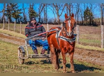 American Quarter Horse, Ruin, 8 Jaar, Donkere-vos