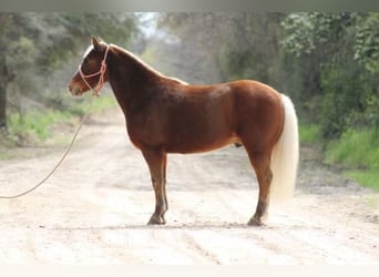 American Quarter Horse, Ruin, 8 Jaar, Donkere-vos