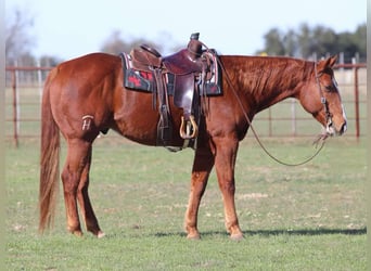 American Quarter Horse, Ruin, 8 Jaar, Donkere-vos