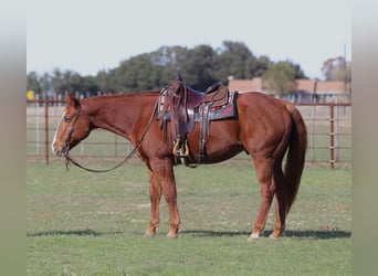 American Quarter Horse, Ruin, 8 Jaar, Donkere-vos