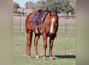 American Quarter Horse, Ruin, 8 Jaar, Donkere-vos