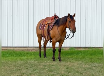American Quarter Horse, Ruin, 8 Jaar, Falbe