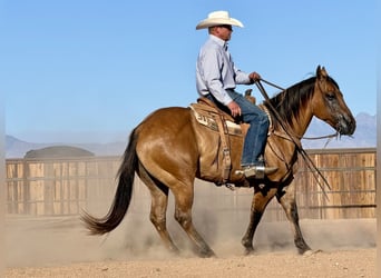 American Quarter Horse, Ruin, 8 Jaar, Falbe