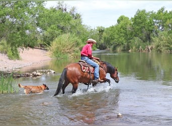 American Quarter Horse, Ruin, 8 Jaar, Falbe