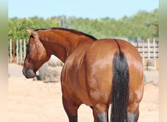 American Quarter Horse, Ruin, 8 Jaar, Falbe