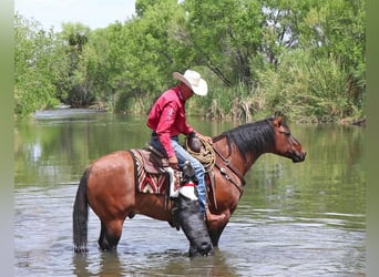 American Quarter Horse, Ruin, 8 Jaar, Falbe