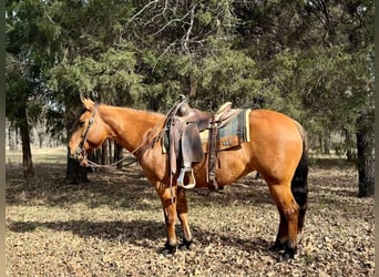 American Quarter Horse, Ruin, 8 Jaar, Falbe