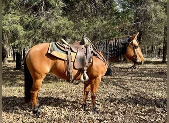 American Quarter Horse, Ruin, 8 Jaar, Falbe