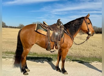 American Quarter Horse, Ruin, 8 Jaar, Falbe