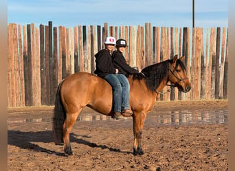 American Quarter Horse, Ruin, 8 Jaar, Falbe