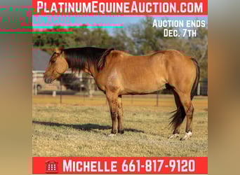 American Quarter Horse, Ruin, 8 Jaar, Falbe