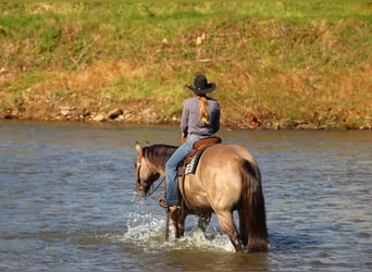 American Quarter Horse, Ruin, 8 Jaar, Grullo
