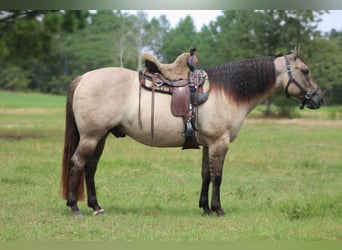 American Quarter Horse, Ruin, 8 Jaar, Grullo